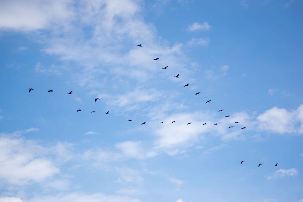 Vögel im V-Formationsflug als Sinnbild für die Website-Migration von Wix oder Squarespace zu WordPress